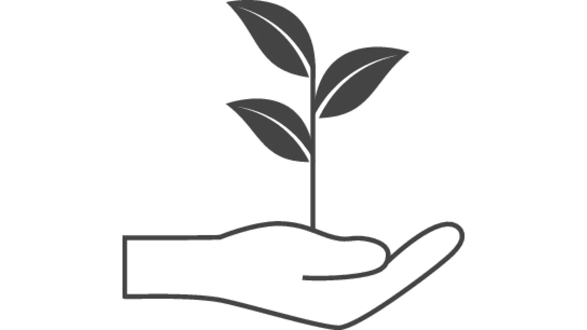 hand holding a small plant with three leaves, symbolizing growth and care, on a white background (This text has been generated by AI)